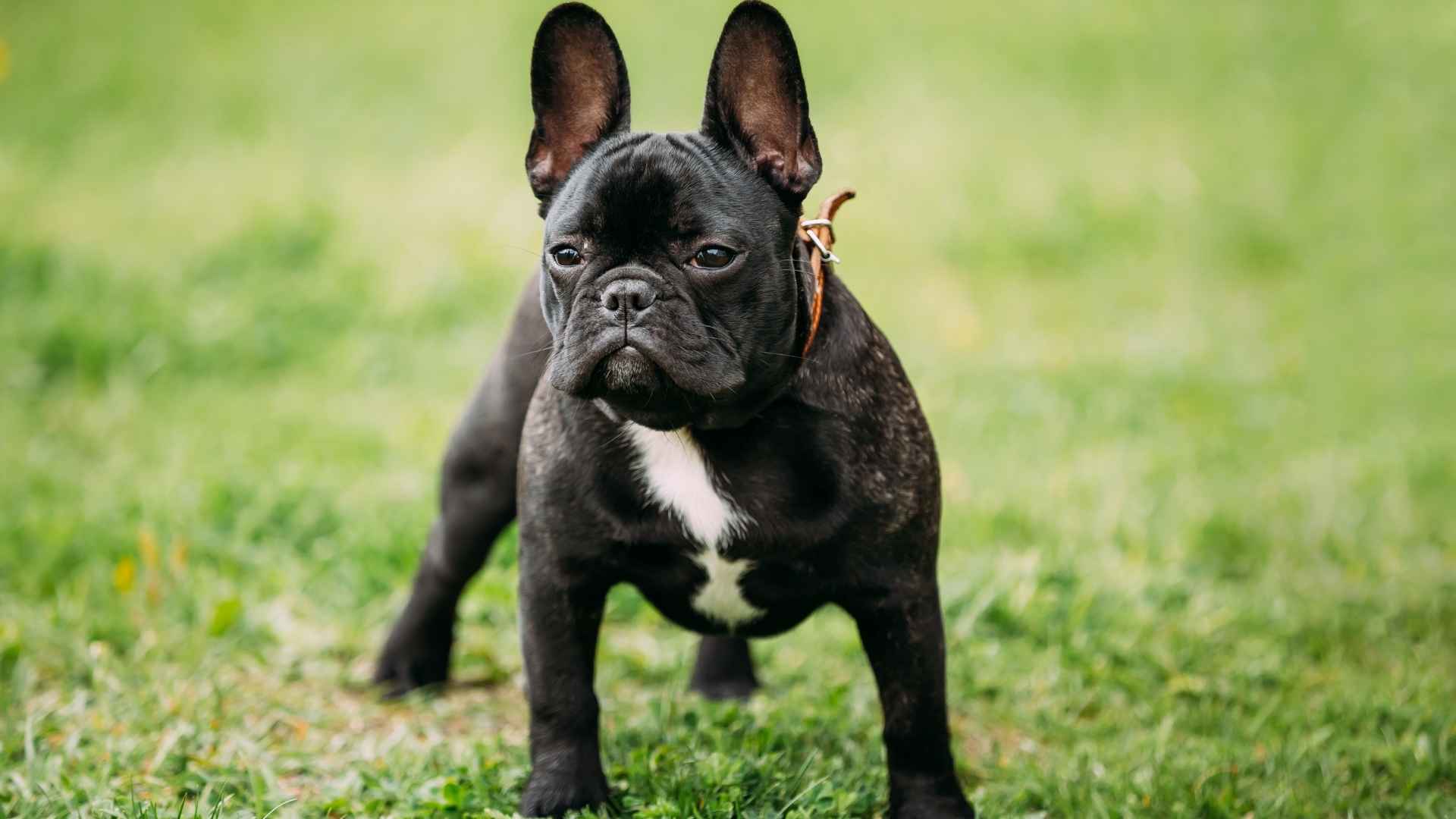 Perro Bulldog Francés